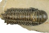 Detailed Crotalocephalina Trilobite - Atchana, Morocco #255591-2